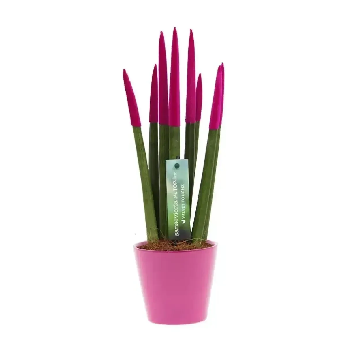 Sansevieria Cylindrica Velvet TouchZ®