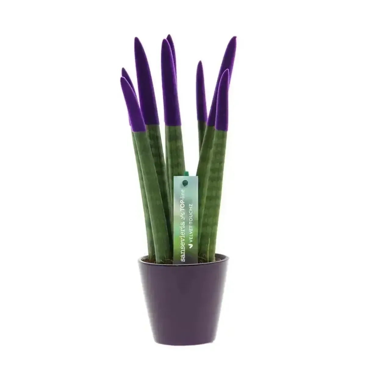 Sansevieria Cylindrica Velvet TouchZ®