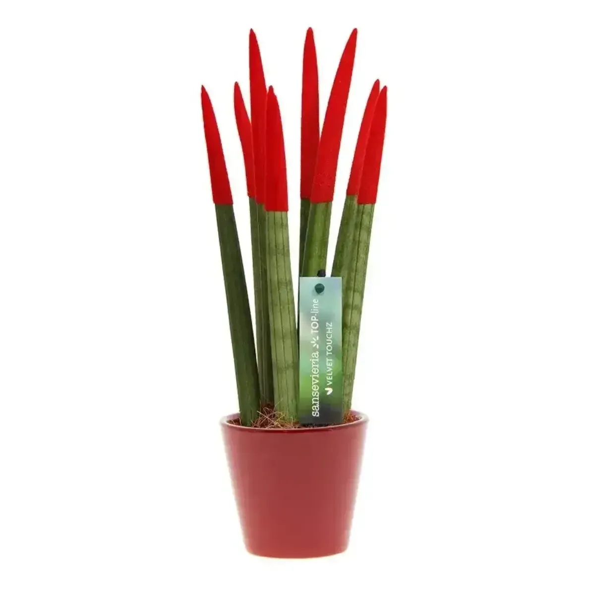 Sansevieria Cylindrica Velvet TouchZ®