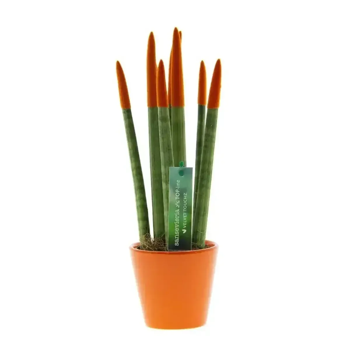 Sansevieria Cylindrica Velvet TouchZ®