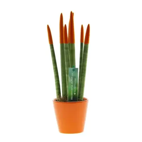 Sansevieria Cylindrica Velvet TouchZ®