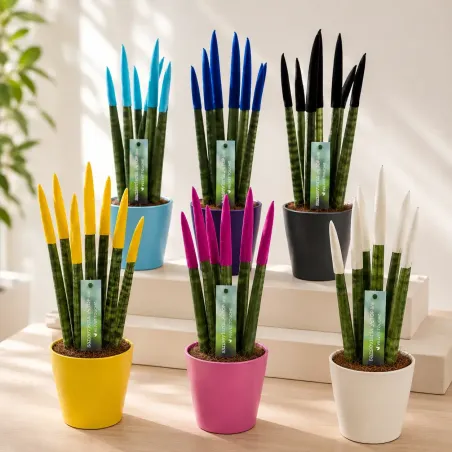 Sansevieria Cylindrica Velvet TouchZ®