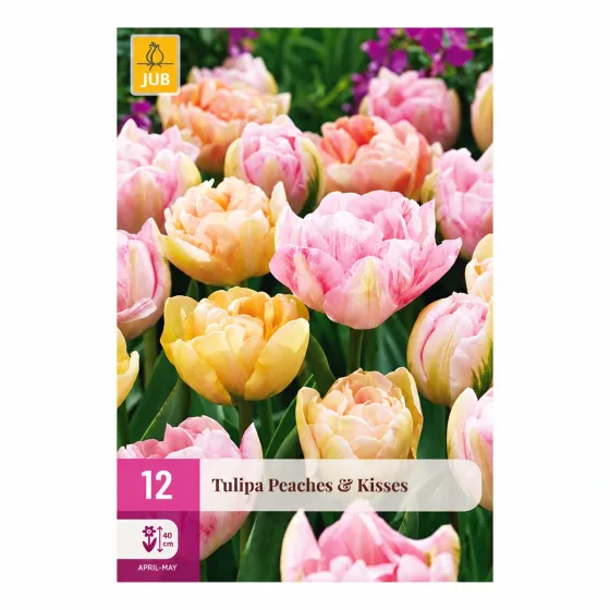 Confezione da 12 bulbi di Tulipano Peaches & Kisses JUB Holland