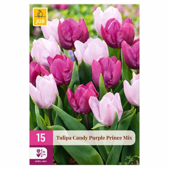 Confezione da 15 bulbi di Tulipano Candy Purple Prince Mix JUB Holland
