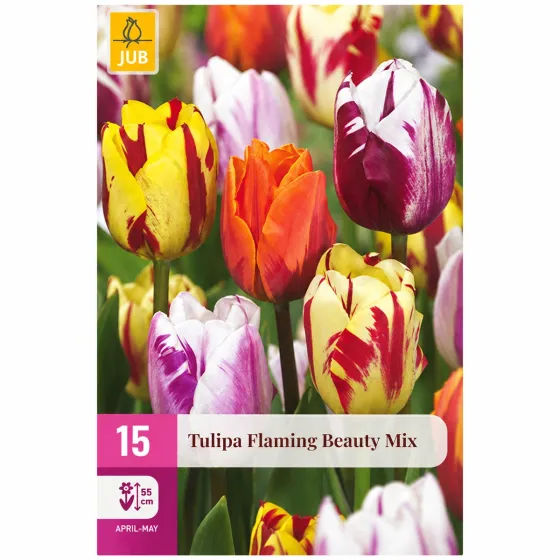 Confezione da 15 bulbi di Tulipano Flaming Beauty Mix JUB Holland