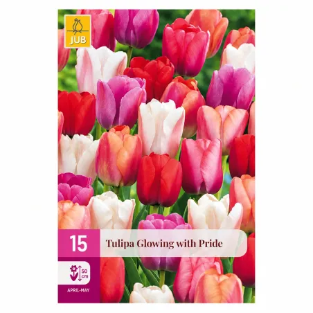 Confezione da 15 bulbi di Tulipano Glowing with Pride JUB Holland