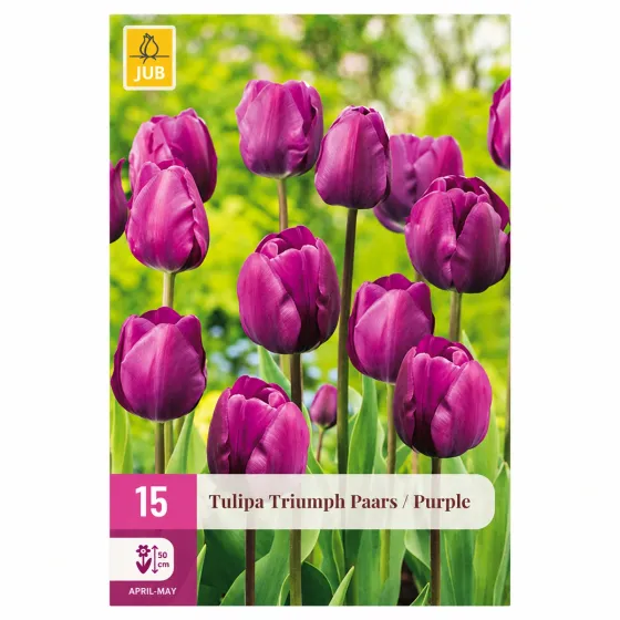 Confezione da 15 bulbi di Tulipano Triumph Viola JUB Holland