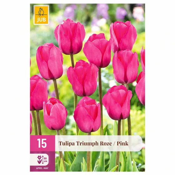 Confezione da 15 bulbi di Tulipano Triumph Rosa JUB Holland