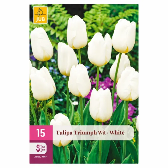 Confezione da 15 bulbi di Tulipano Triumph Bianco JUB Holland