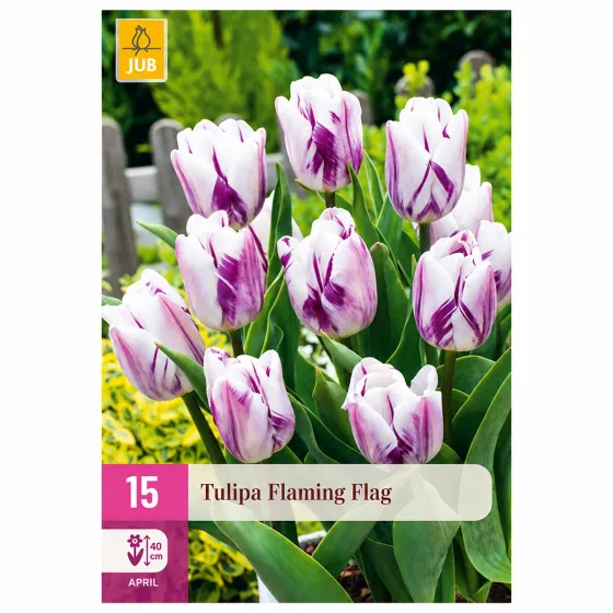 Confezione da 15 bulbi di Tulipano Flaming Flag JUB Holland