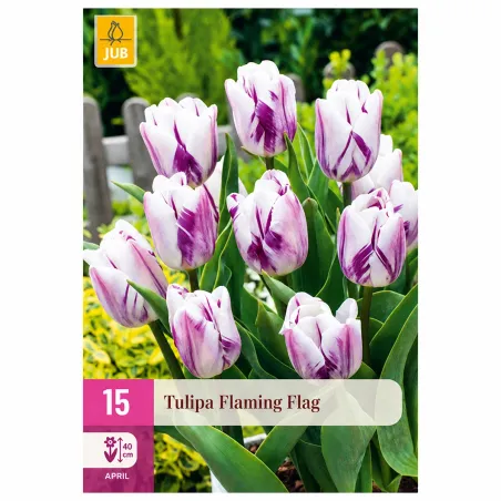 Confezione da 15 bulbi di Tulipano Flaming Flag JUB Holland