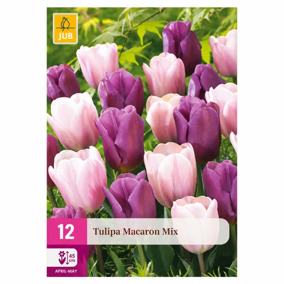 Confezione da 12 bulbi di Tulipano Macaron Mix JUB Holland