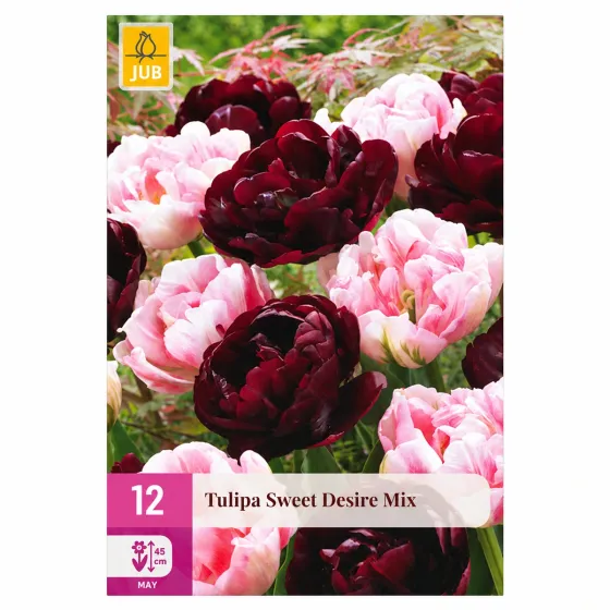 Confezione da 12 bulbi di Tulipano Sweet Desire Mix JUB Holland