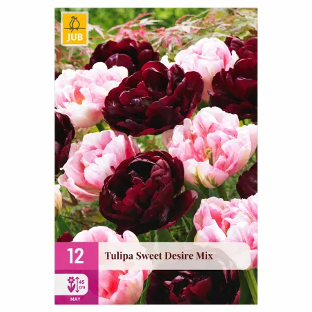 Confezione da 12 bulbi di Tulipano Sweet Desire Mix JUB Holland
