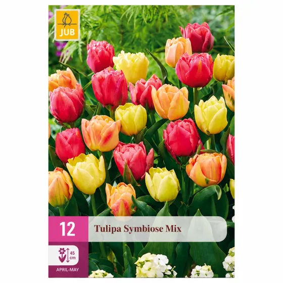 Confezione da 12 bulbi di Tulipano Symbiose Mix JUB Holland