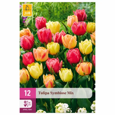 Confezione da 12 bulbi di Tulipano Symbiose Mix JUB Holland