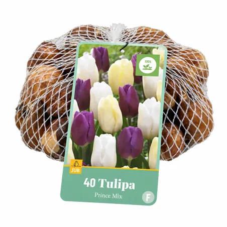 Confezione da 40 bulbi di Tulipano Prince Mix JUB Holland