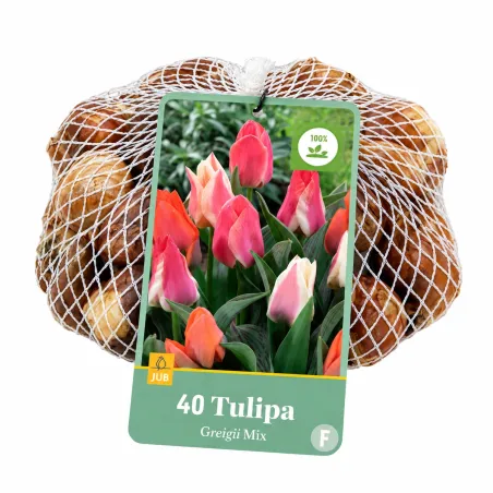 Confezione da 40 bulbi di Tulipano Greigii Mix JUB Holland