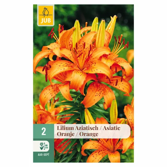 Confezione da 2 bulbi di Lilium Arancio Asiatico JUB Holland