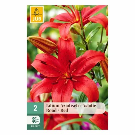 Confezione da 2 bulbi di Lilium Rosso Asiatico JUB Holland