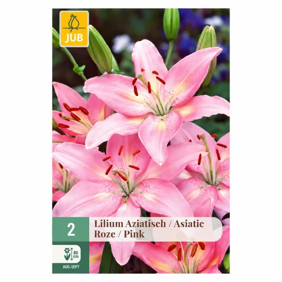 Confezione da 2 bulbi di Lilium Rosa Asiatico JUB Holland