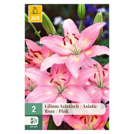 Confezione da 2 bulbi di Lilium Rosa Asiatico JUB Holland