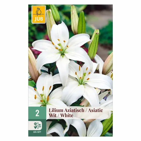 Confezione da 2 bulbi di Lilium Bianco Asiatico JUB Holland