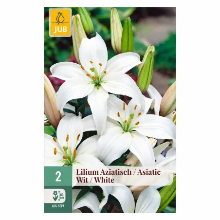 Confezione da 2 bulbi di Lilium Bianco Asiatico JUB Holland