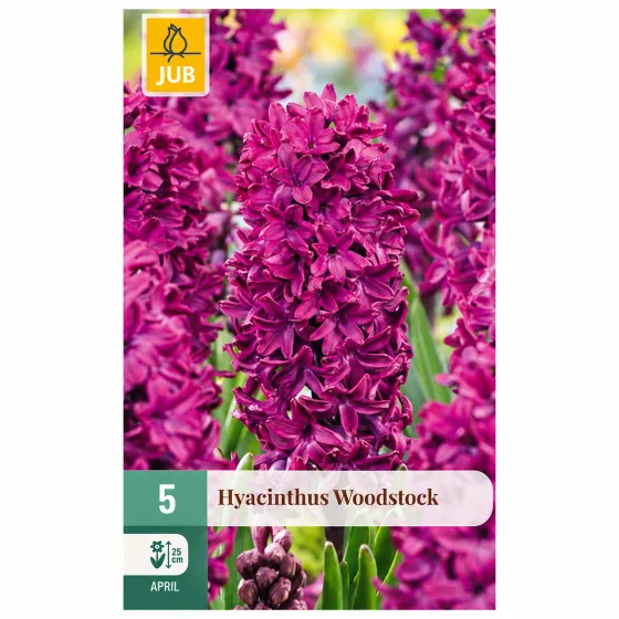 Confezione da 5 bulbi di Giacinto Woodstock JUB Holland