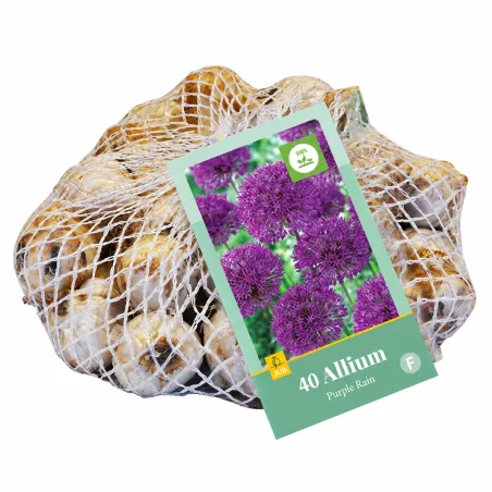 Confezione da 40 bulbi di Allium Purple Rain JUB Holland