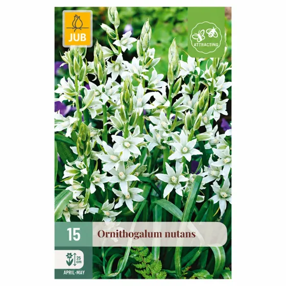 Confezione da 15 bulbi di Ornitogallo Nutans JUB Holland