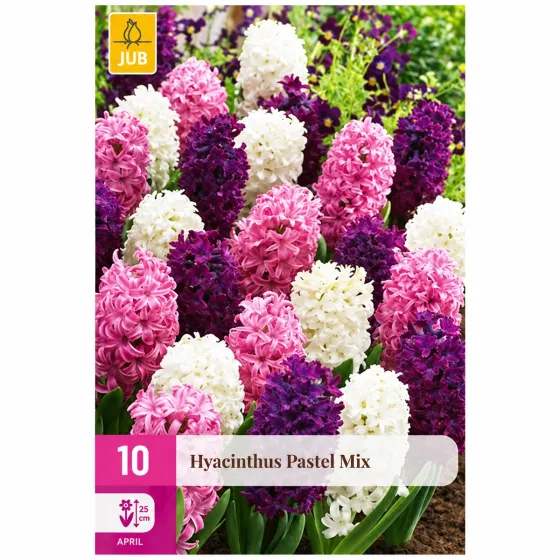 Confezione da 10 bulbi di Giacinto Pastel Mix JUB Holland