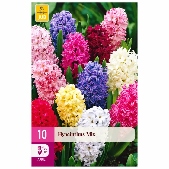 Confezione da 10 bulbi di Giacinto Mix JUB Holland