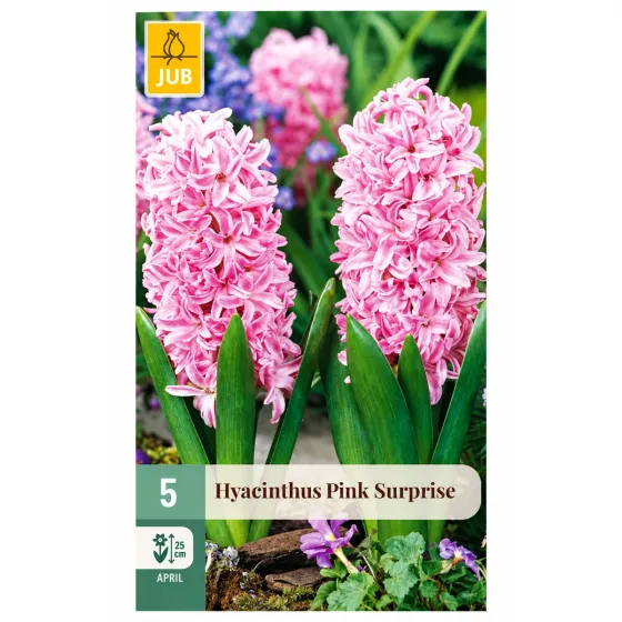 Confezione da 5 bulbi di Giacinto Pink Surprise JUB Holland