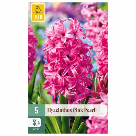 Confezione da 5 bulbi di Giacinto Pink Pearl JUB Holland