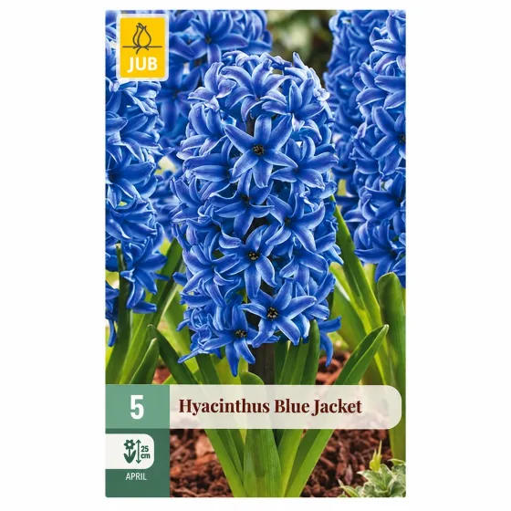Confezione da 5 bulbi di Giacinto Blue Jacket JUB Holland