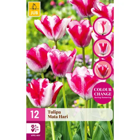 Confezione da 12 bulbi di Tulipano Mata Hari JUB Holland