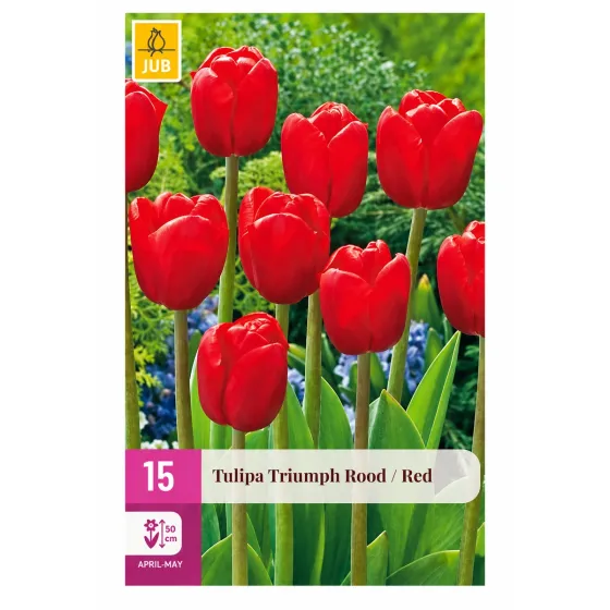 Confezione da 15 bulbi di Tulipano Triumph Rosso JUB Holland