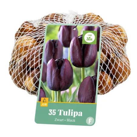 Bulbi di Tulipani Neri (35 Bulbi) | JUB Holland