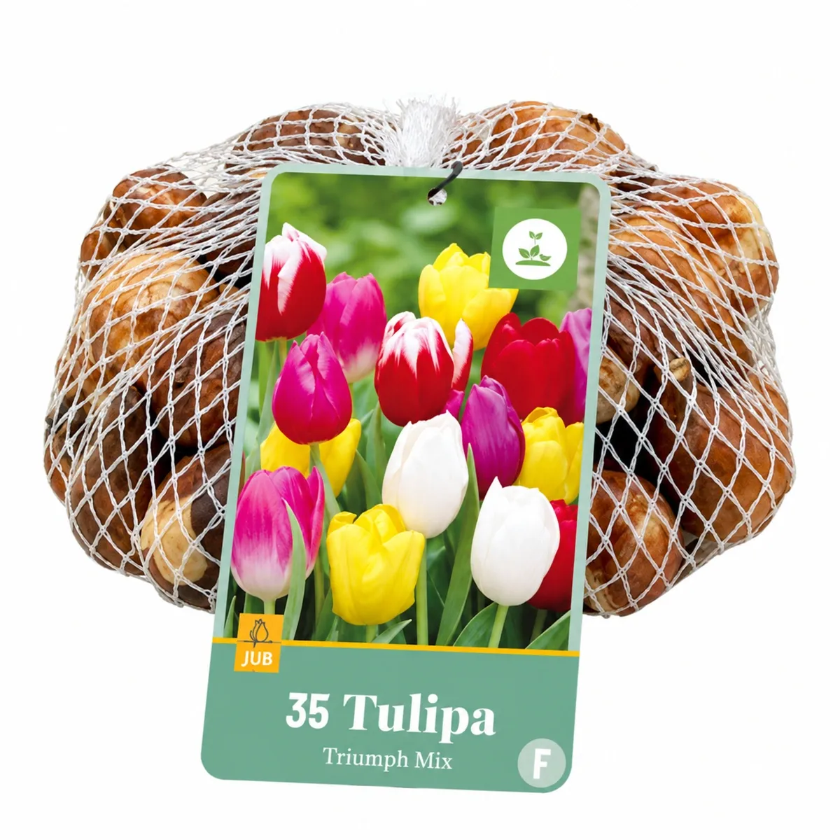 Bulbi di Tulipani Triumph Multicolore Mix (35 bulbi) | JUB Holland
