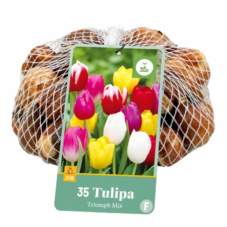 Bulbi di Tulipani Triumph Multicolore Mix (35 bulbi) | JUB Holland