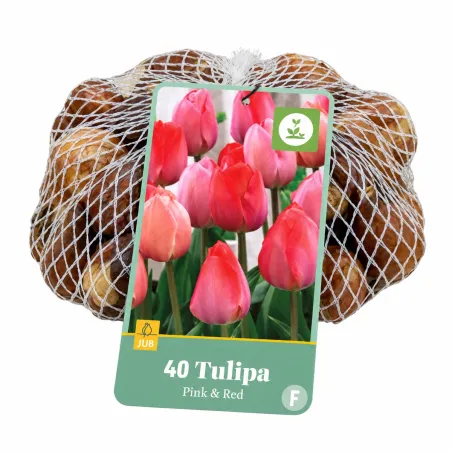 Bulbi di Tulipani Triumph Rosa e Rossi Mix (40 bulbi) | JUB Holland