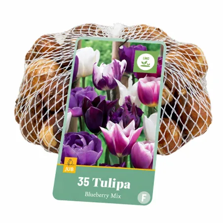 Bulbi di Tulipani Blueberry Mix (35 bulbi) | JUB Holland