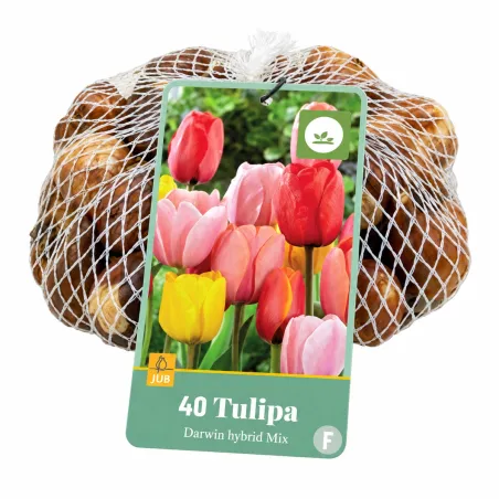 Bulbi di Tulipani Ibridi di Darwin Mix (40 bulbi) | JUB Holland