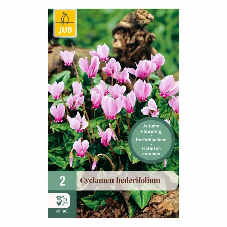 Confezione da 2 bulbi di Cyclamen hederifolium JUB Holland
