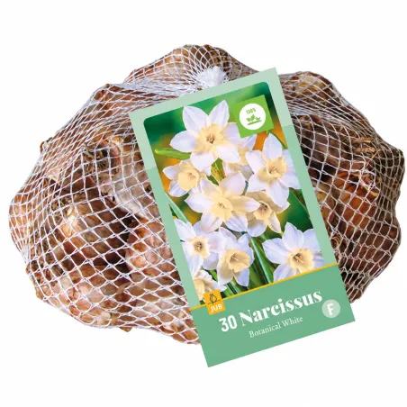 Retina da 30 bulbi di Narciso Bianco JUB Holland