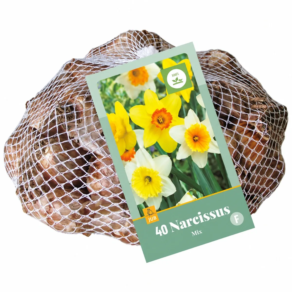Retina da 40 bulbi di Narciso Coppa Grande Mix JUB Holland