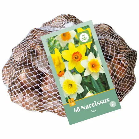 Retina da 40 bulbi di Narciso Coppa Grande Mix JUB Holland