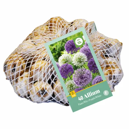Retina da 40 bulbi di Allium Viola e Bianco Mix JUB Holland
