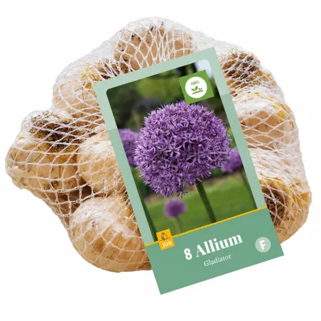 Retina da 8 bulbi di Allium Gladiator JUB Holland
